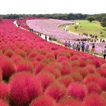 Tour 1 day ngắm cảnh công viên Hitachi - cỏ Kochia đỏ, đền Oarai và công viên chủ đề Mentaiko