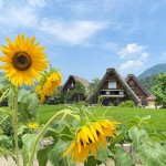 TẬN HƯỞNG MÙA HÈ XANH MÁT TẠI SHIRAKAWA-GO NHẬT BẢN