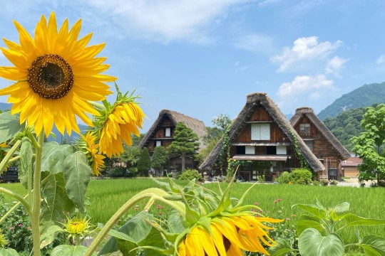 TẬN HƯỞNG MÙA HÈ XANH MÁT TẠI SHIRAKAWA-GO NHẬT BẢN